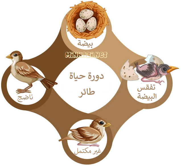 دورة حياة طائر